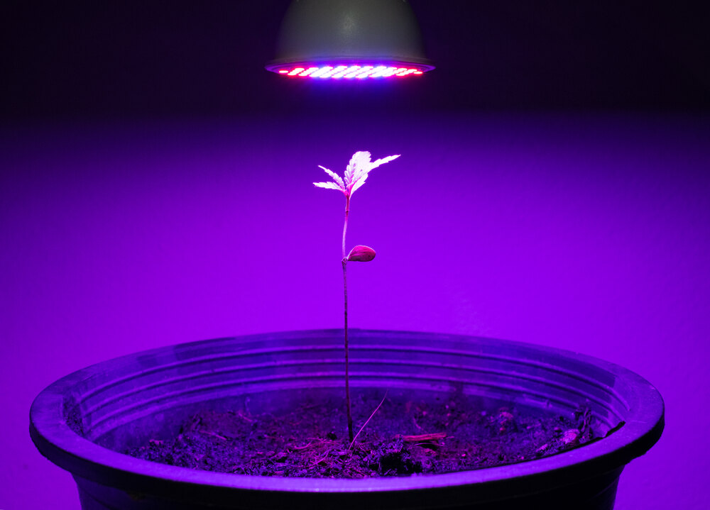 cannabis seedling under low ppfd lighting