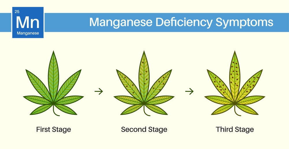 manganese deficiency shown on cannabis leaves at different stages