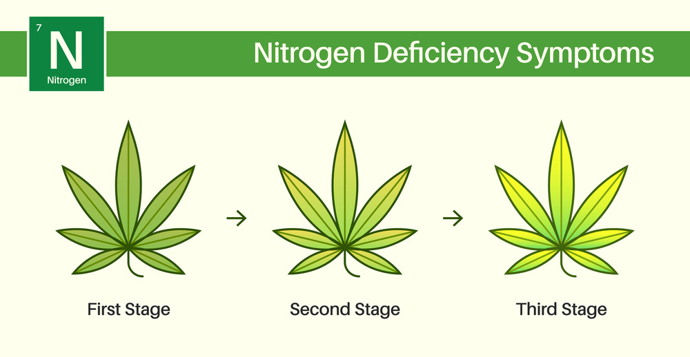 nitrogen deficiency shown on cannabis leaves at different stages