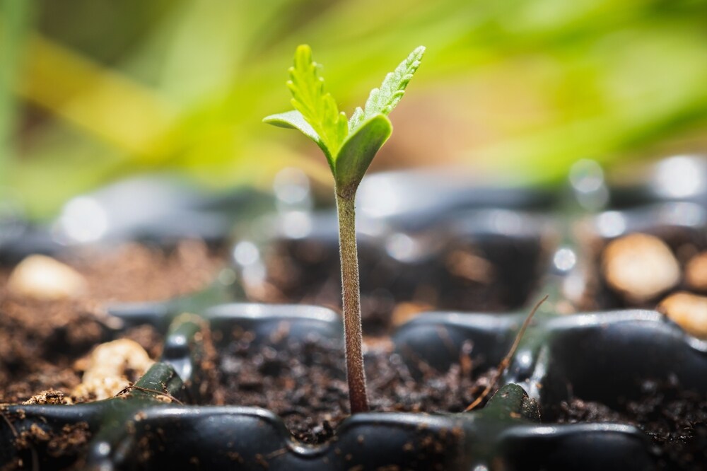 autoflower seedling growing in soil