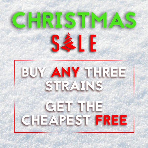 Christmas Sale