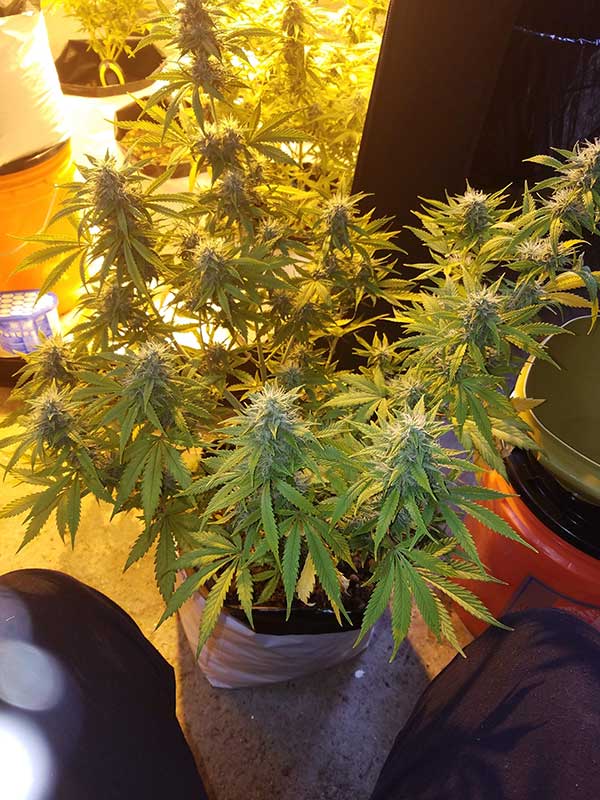 auto seeds girl scout cookies plant