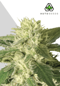 Auto 1 marijuana seeds