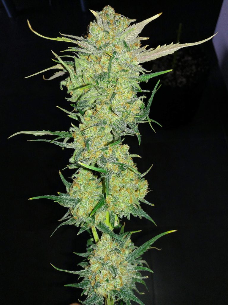 Ultra Lemon Haze Autoflower Seeds | Auto Seeds