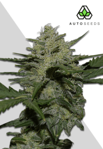 Girl Scout Cookies Autoflowering seeds