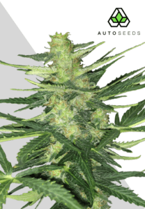 polar express auto marijuana seeds