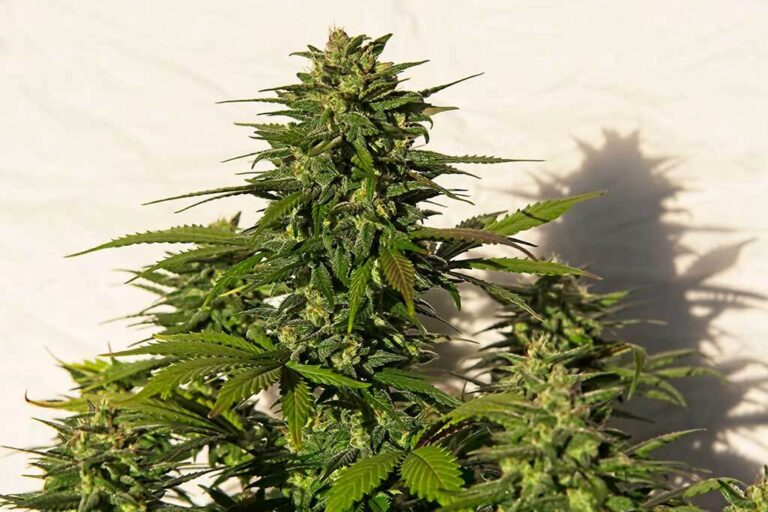 The Truth Behind Breeding Autoflowers - The Top Tips You Need To Know