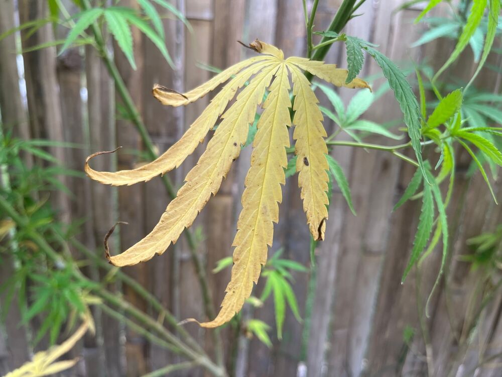 yellow cannabis leaf showing signs of calcium deficiency