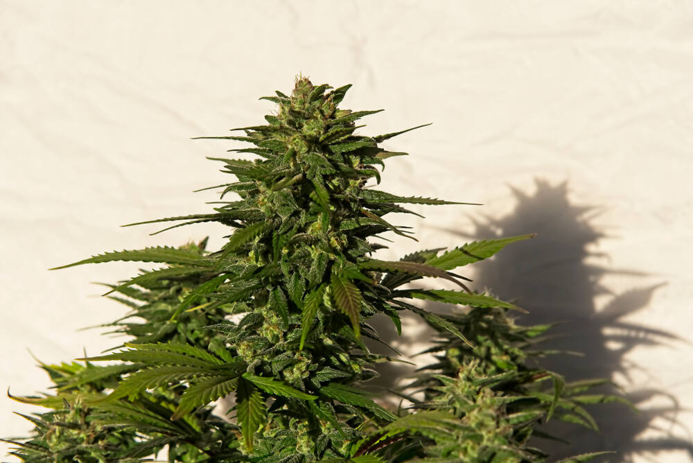 autoflower plant in the flowering stage with buds