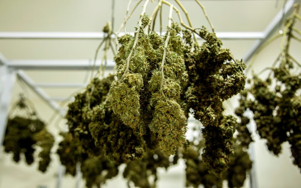cannabis buds on a stalk that have been hung to dry