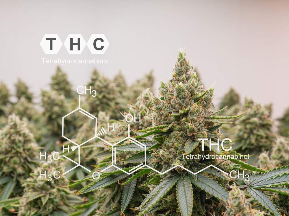 cannabis plants with a picture showing the thc compound