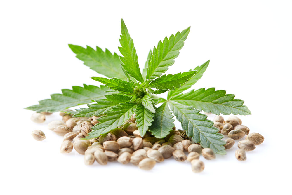 cannabis plant surrounded by cannabis seeds