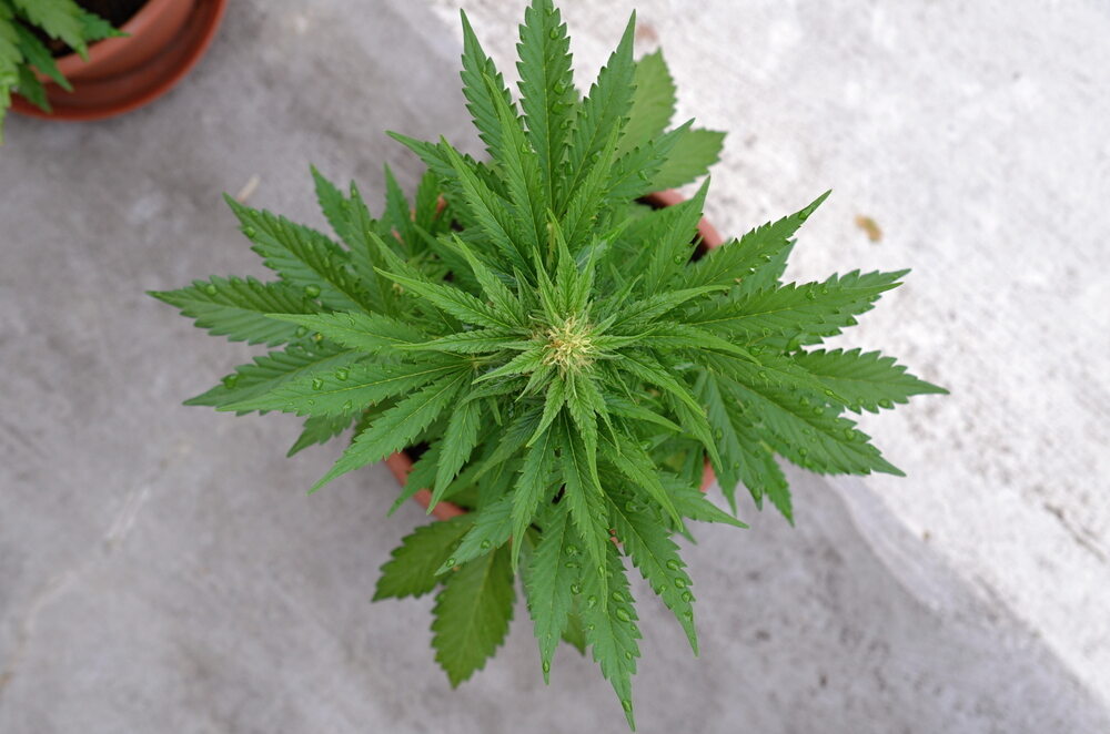 an autoflowering cannabis plant shown from directly above