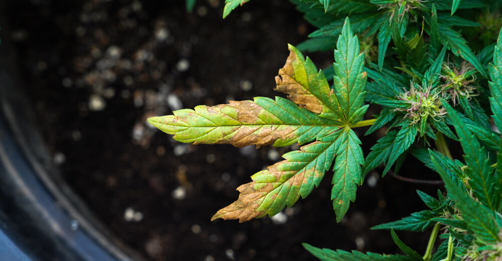 cannabis leaf in later stage of phosphorus deficiency