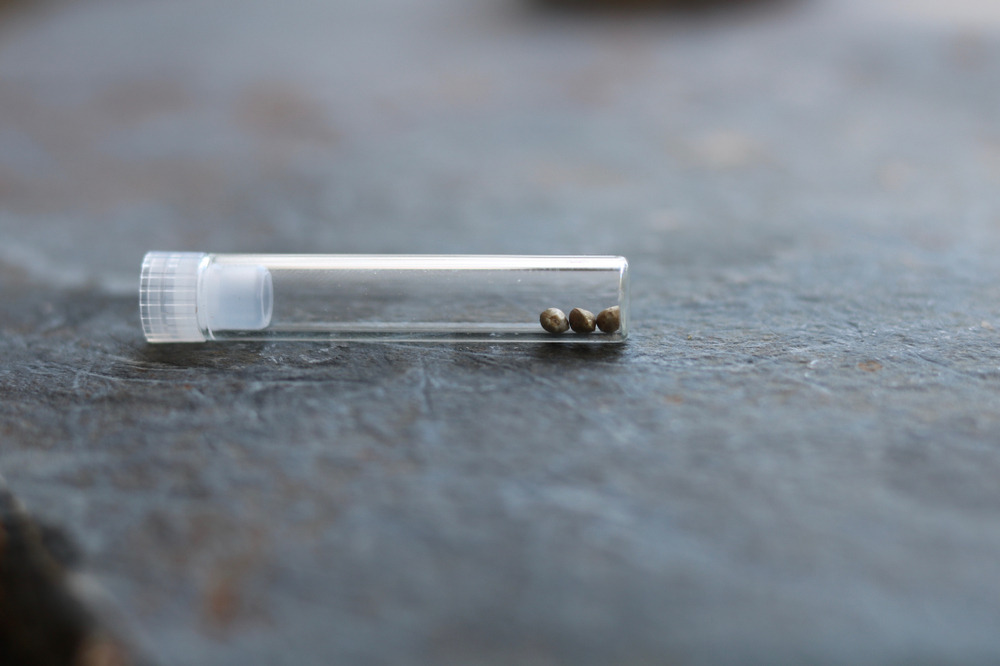 feminized cannabis seeds in a plastic vile