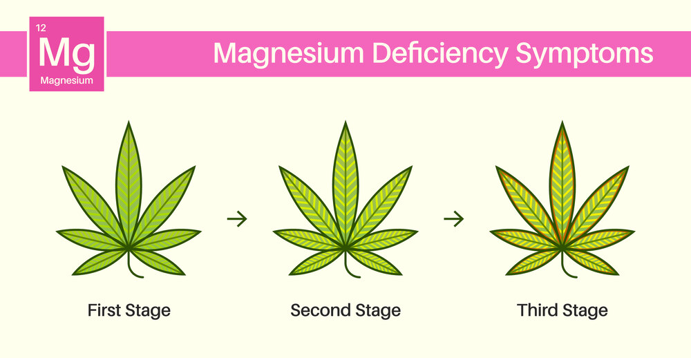 magnesium deficiency shown on cannabis leaves at different stages