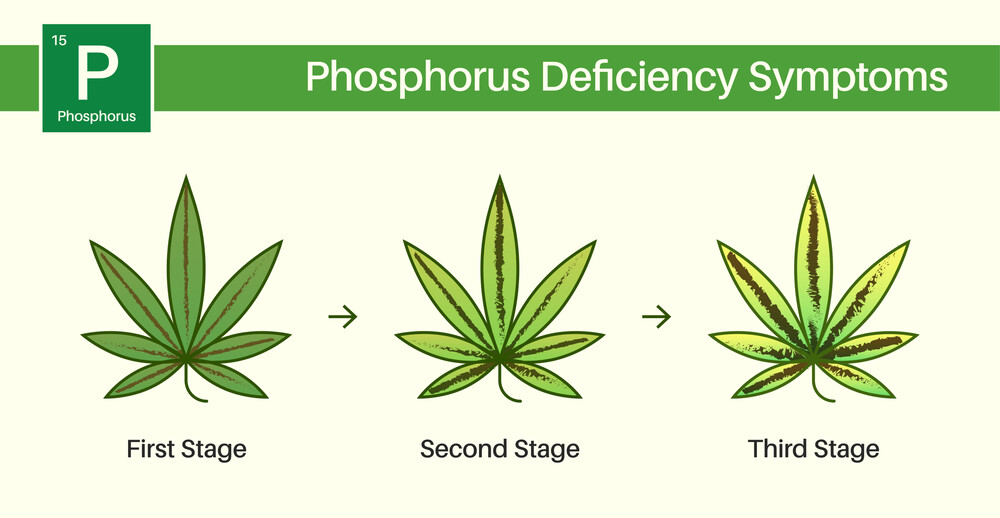 phosphorus deficiency shown on cannabis leaves at different stages