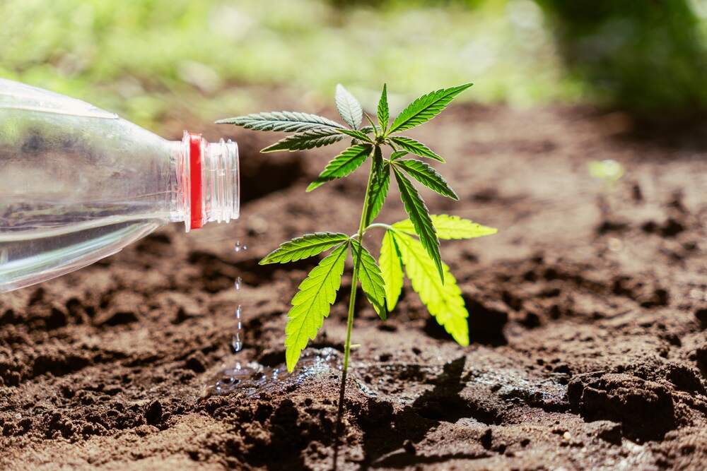 a bottle of water watering a cannabis seedling in soil