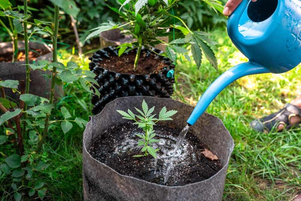 a man using a watering can to water a cannabis plant