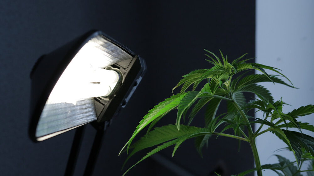 a ruderalis cannabis plant with a light on it