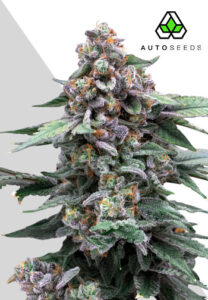 Runtz Autoflower