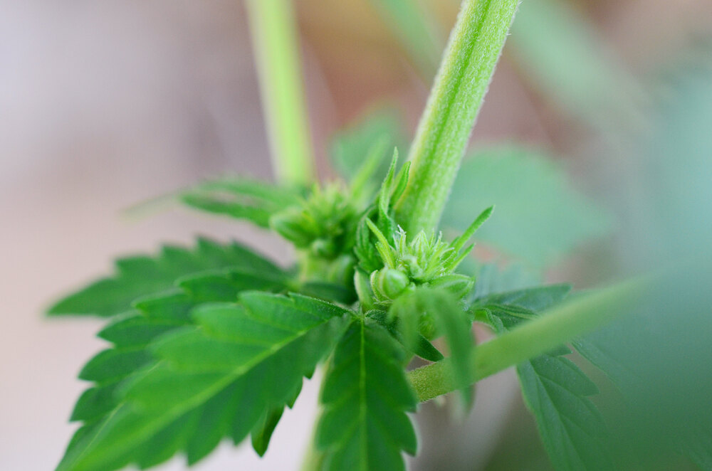 a close up photo of a hermaphrodite cannabis plant showing male and female characteristics